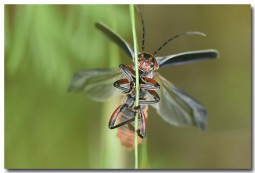 Réf. 323 206 : Cantharis rustica