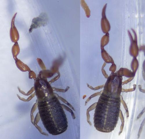 Lamprochernes sp.
