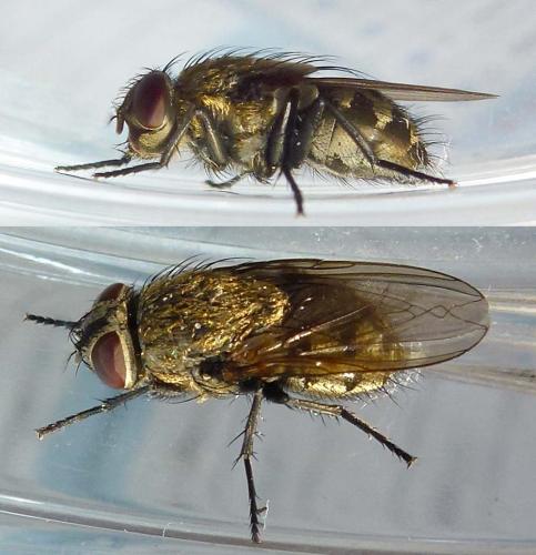 Réf. 323 530 : Pollenia sp.