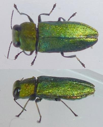 Réf. 323 587 : Anthaxia nitidula