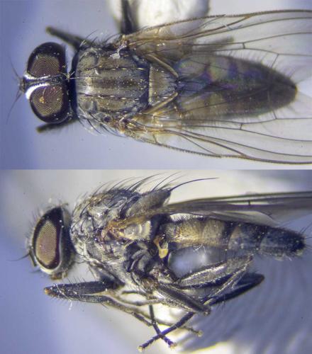Réf. 323 642 : Fannia canicularis