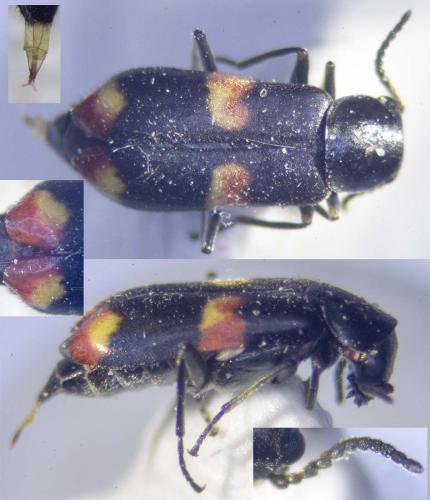 Réf. 323 965 : Anthocomus fasciatus