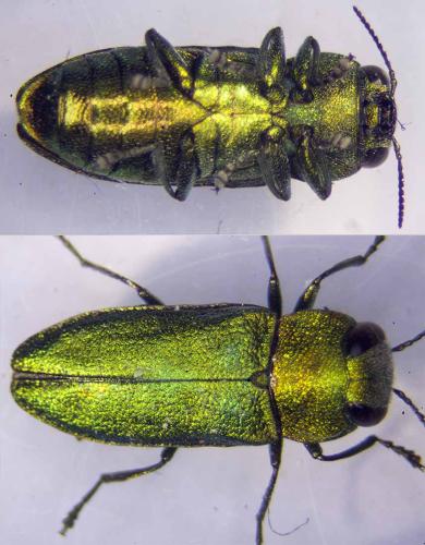 Réf. 323 588 : Anthaxia nitidula
