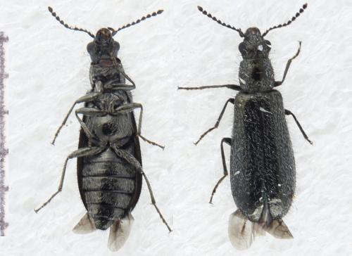 Réf. 323 650 : Dasytinae inconnu