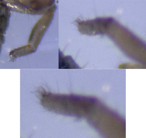 Lamprochernes sp.