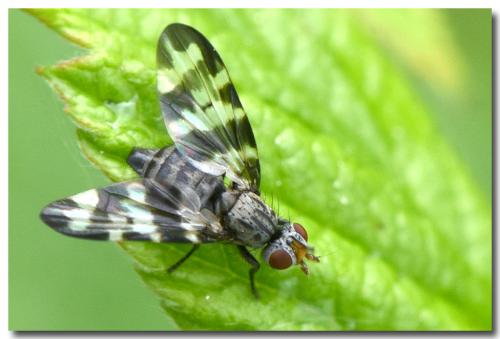 Réf. 323 365 : Otites sp.