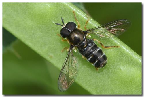 Réf. 323 250 : Paragus sp.