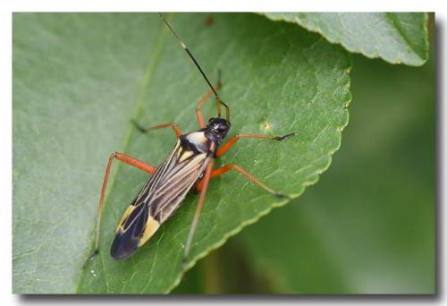 Miris striatus