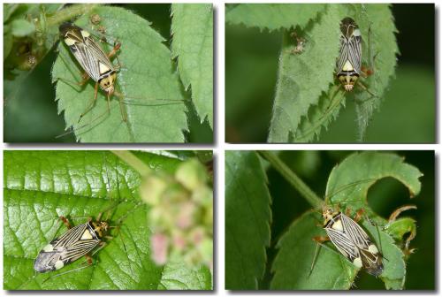 Rhabdomiris striatellus