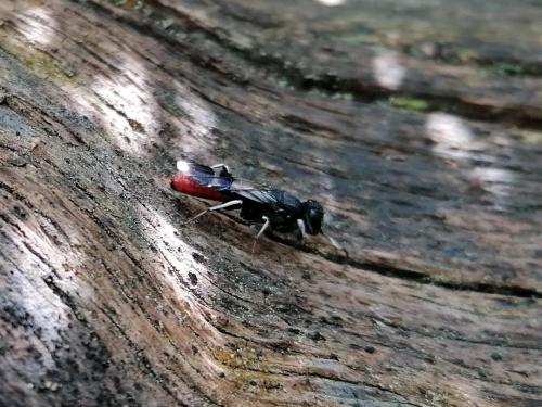 Orussus abietinus
