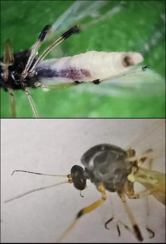 Réf. 323 667 : Probezzia seminigra
