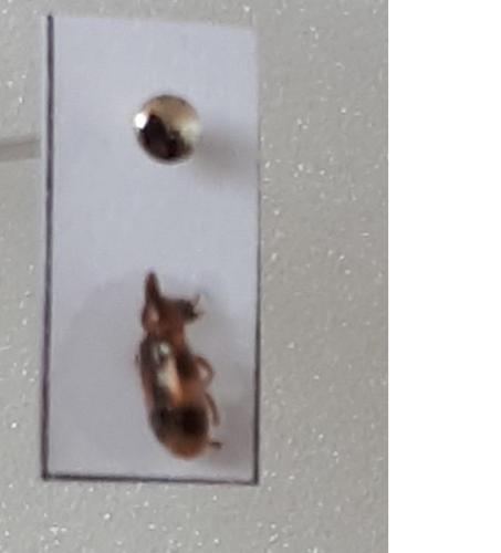 Notoxus sp.