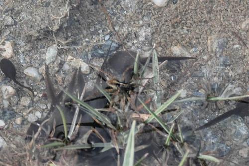 Pardosa sp.