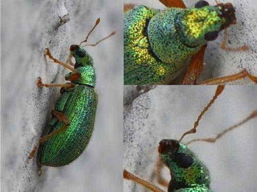 Réf. 323 058 : Polydrusus pterygomalis