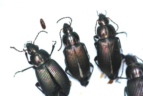 Réf. 323 880 : Poecilus cupreus