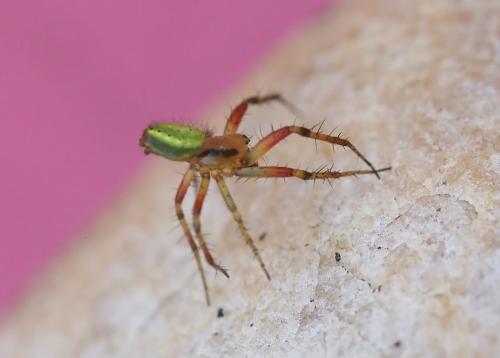 Réf. 323 369 : Araniella (cucurbitina-opisthographa)
