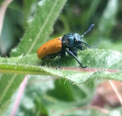 Réf. 323 455 : Labidostomis longimana