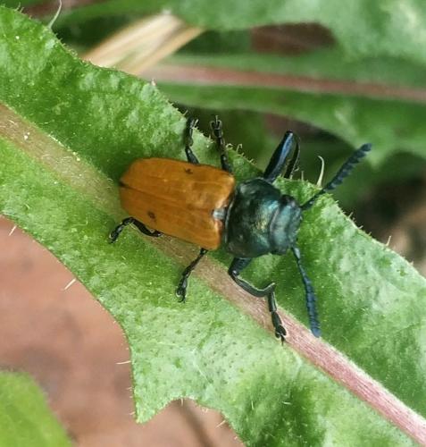 Réf. 323 458 : Labidostomis longimana