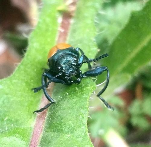 Réf. 323 459 : Labidostomis longimana