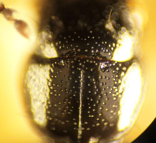 Platystethus spinosus