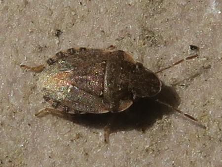 Réf. 323 470 : Sciocoris sideritidis
