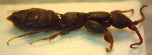 Sclerogibba crassifemorata