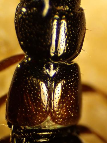Réf. 323 346 : Platystethus spinosus