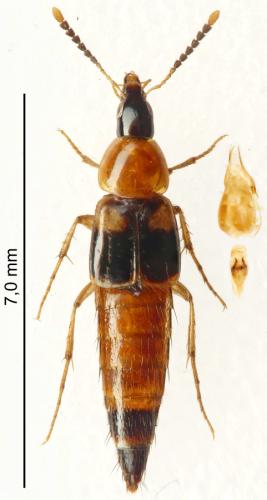 Lordithon lunulatus
