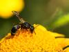 323590 – Photo : Danièle Tixier-Inrep – France (30)