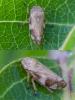 Philaenus spumarius