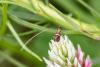 323439 – Photo : Pierre Duhem – France (66)