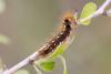 323441 – Photo : Pierre Duhem – France (66)