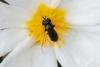 323557 – Photo : Pierre Duhem – France (66)