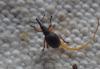 323004 – Photo : Guénael Hallart – France (02)