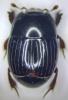 Atholus bimaculatus