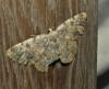 323931 – Photo : ORCHALLAN – France (20)