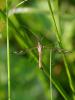 323549 – Photo : Franck Pion – France (78)
