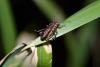 323374 – Photo : Nataël Adam – France (10)