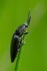 323088 – Photo : Bernard Saquet – France (12)