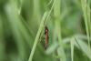 323270 – Photo : Manuel Plantive – France (72)