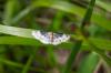 323124 – Photo : Christine JULIAND – France (07)
