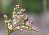 323148 – Photo : Christine JULIAND – France (07)