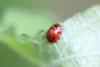 323071 – Photo : Jordan Kuenemann – France (88)