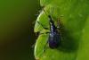 323778 – Photo : Christophe Quintin – France (22)