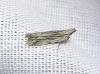 323953 – Photo : Moth-er – France (69)