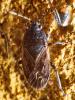323551 – Photo : Cédric Mondy – France (57)