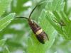 323080 – Photo : Bobabar – France (95)