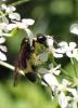 323806 – Photo : Catherine Reymonet-Smitten – France (19)