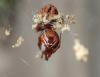 323987 – Photo : Catherine Reymonet-Smitten – France (19)