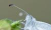 323278 – Photo : Christian Berquer – France (05)